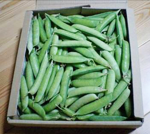 �I�B����������ǂ�