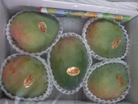 �L�[�c�}���S�[5