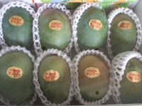 �L�[�c�}���S�[8