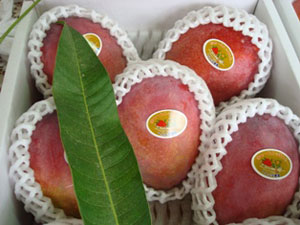 �A�[�E�B���}���S�[�E�����p�i5�`6�ʁj