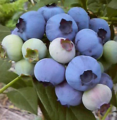 �Ȃ� �Ԃ�[�x���[